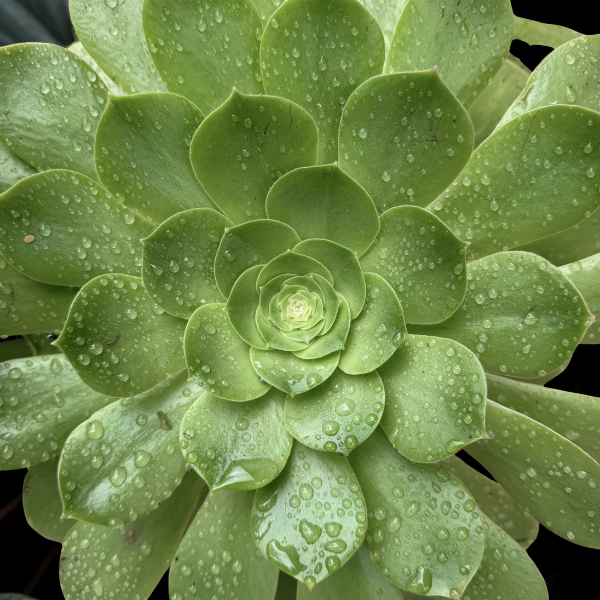 Close up of a green succulent plant wet from the rain.
