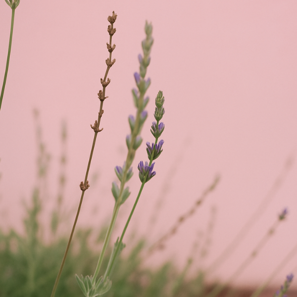 Lavender springs on a pink background