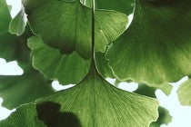 Close up of Ginko leaves